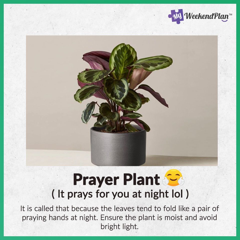 Prayer plant