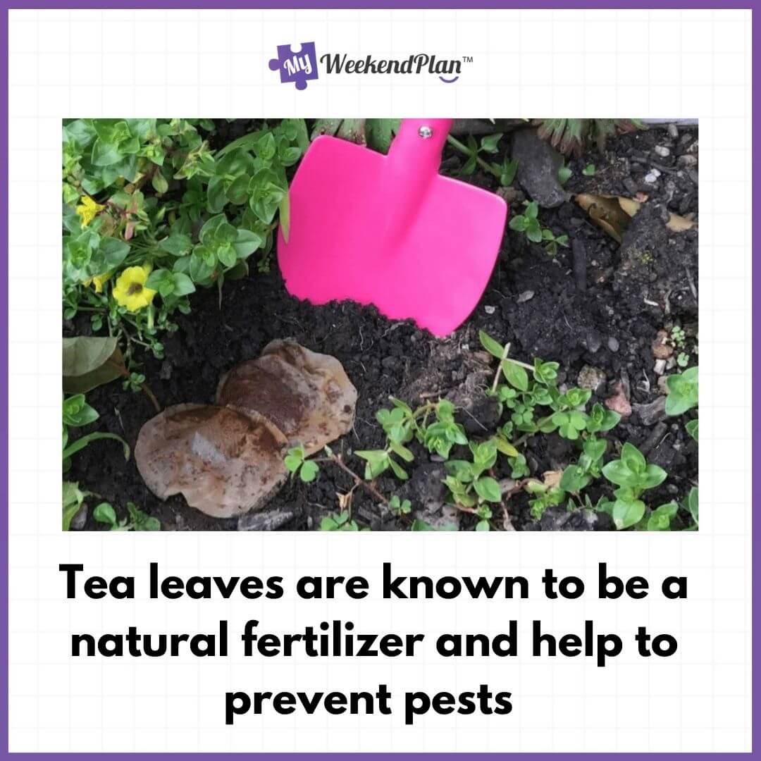 Clever & Creative Ways You Can Use Your Dry And Used Tea Bags Tips