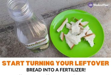 Start Turning Your Leftover Bread Into A Fertilizer