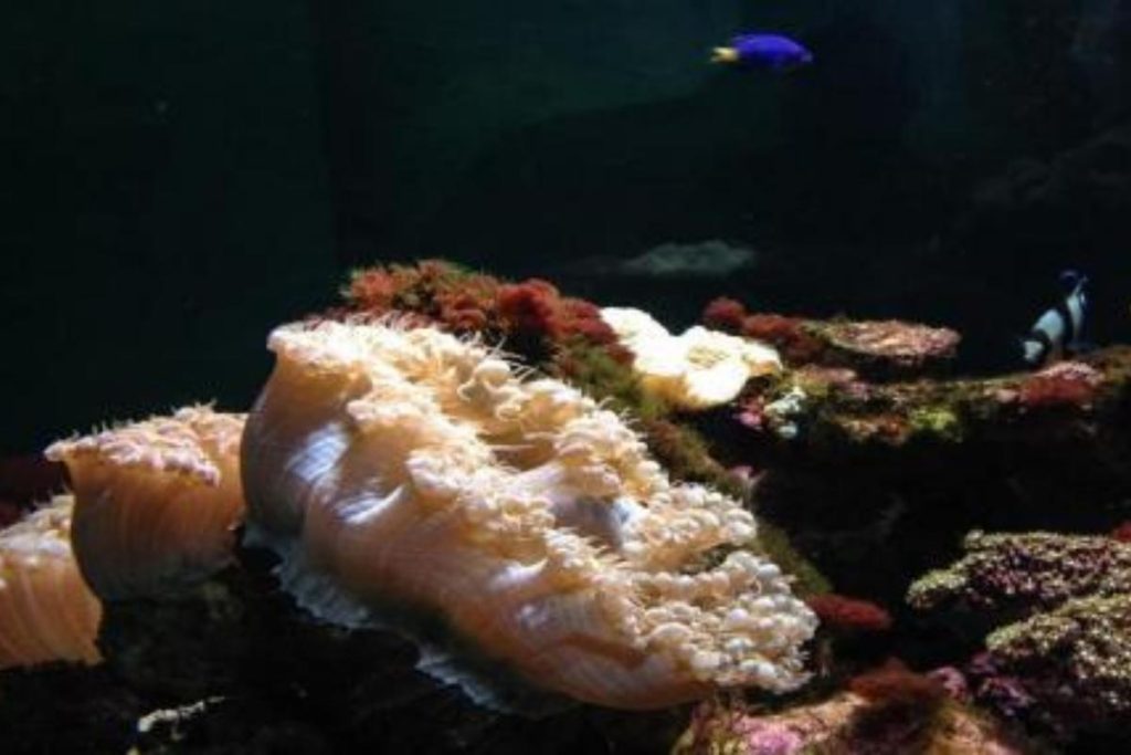 Explore Marine Life At The Aquarium and Marine Museum