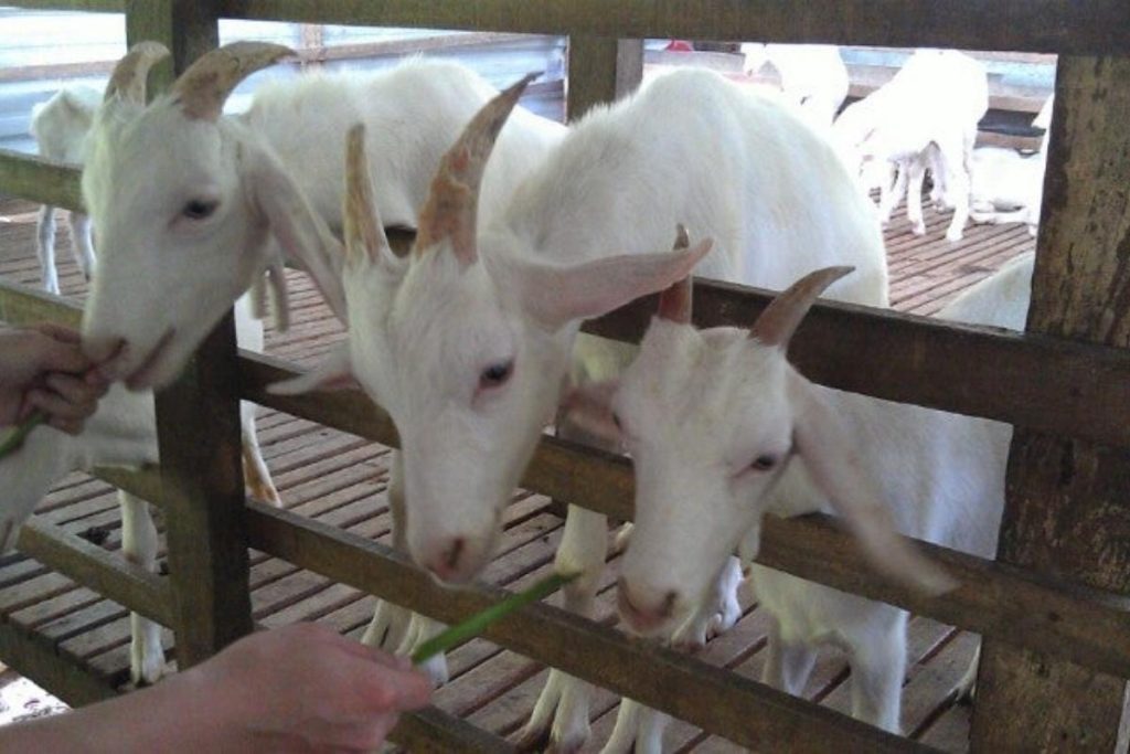 Try Goat Milk Ice Cream At Saanen Dairy Goat Farm