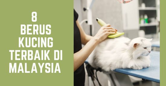 Berus Kucing Terbaik di Malaysia
