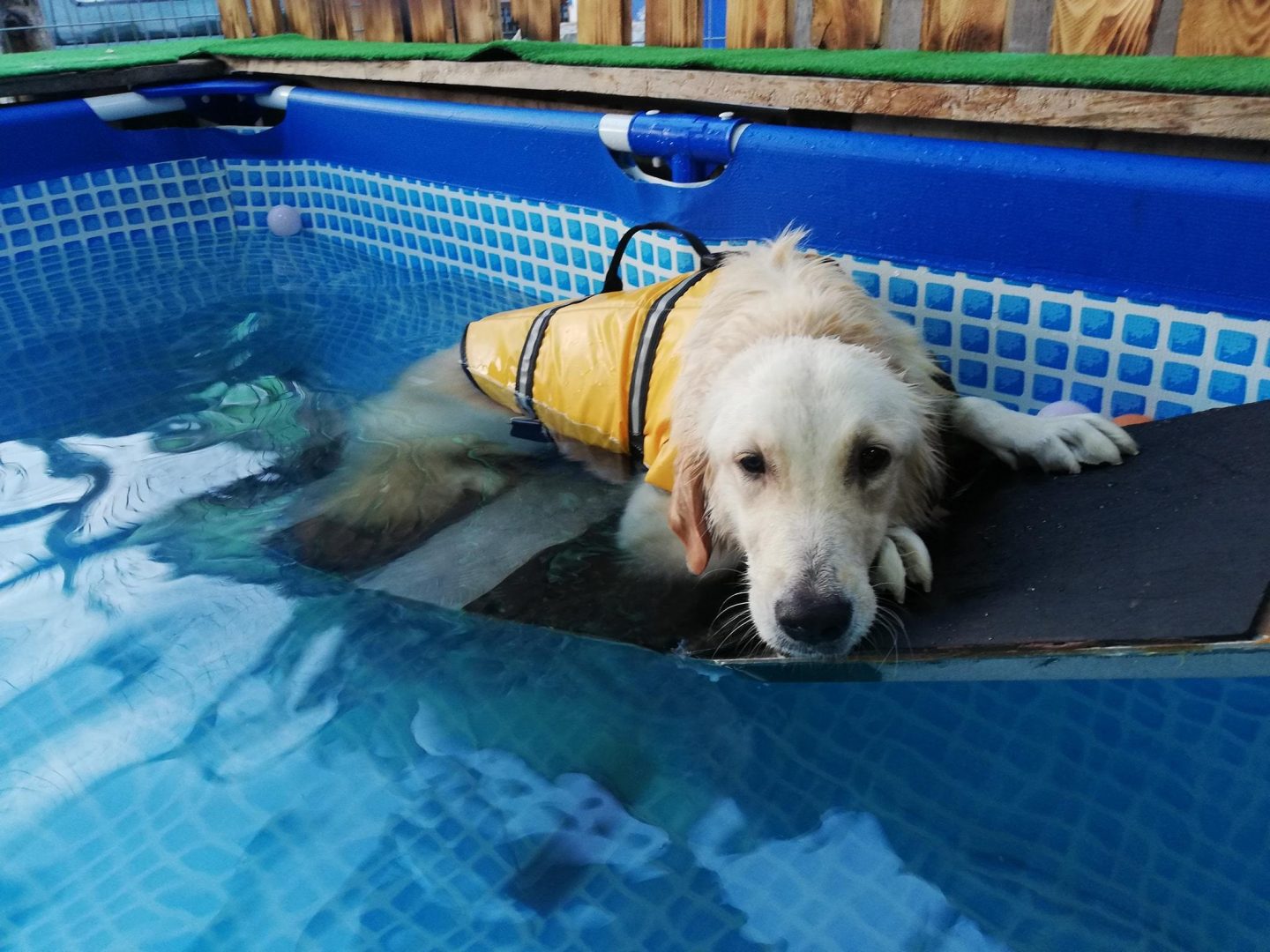 Top 9 Best Pet Cafes in Johor Bahru 2023 Fur Friends