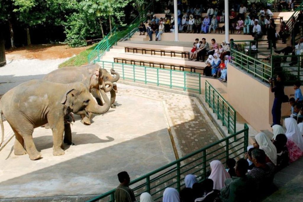 The-elephant-Show-at-Zoo