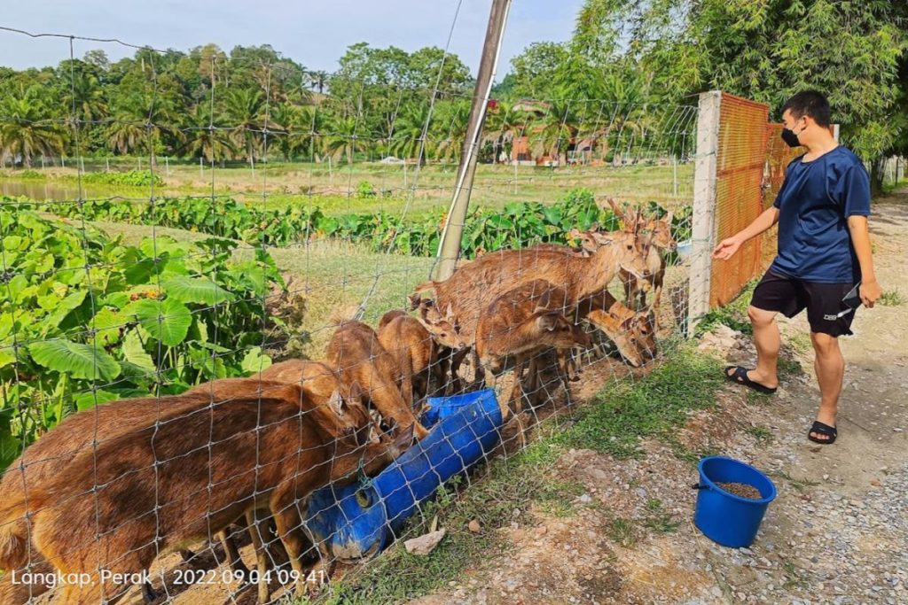 Feed-The-Animals-At-Ladang-Moccis-