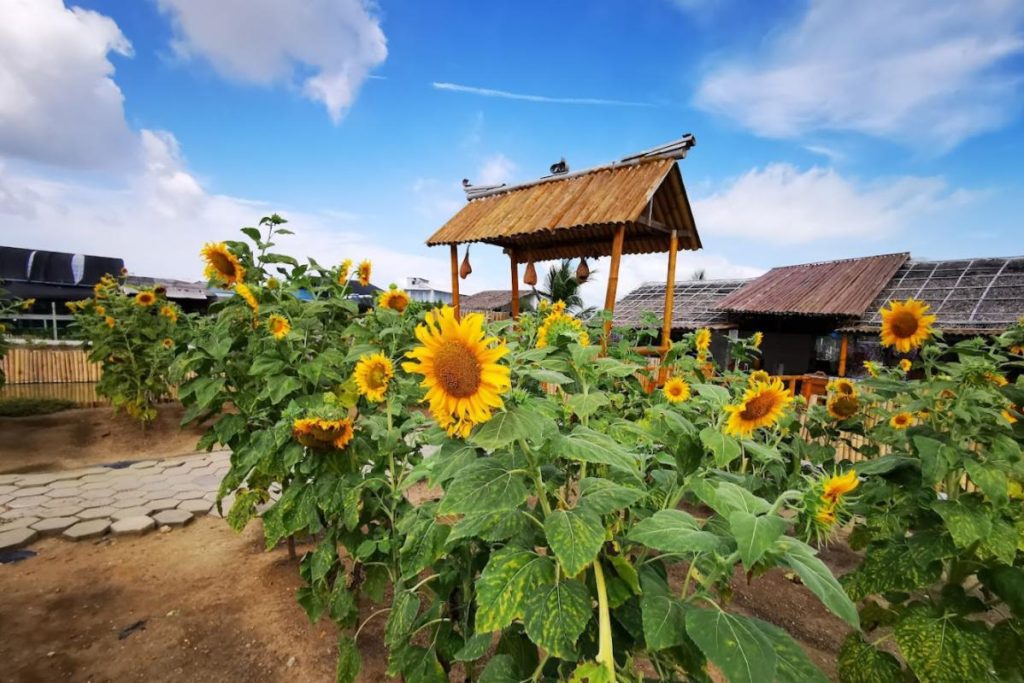 See-The-Sunflowers-At-The-Sunflower-Garden-