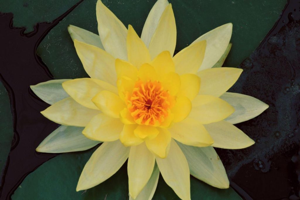 Pure-King-Yellow-Water-Lily